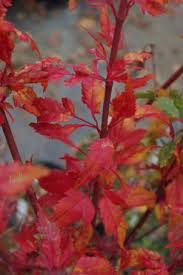 The japanese maple was first shown to european explorers in 1783 and introduced to the west in 1820. Beni Hagoromo Mendocino Maples Nursery