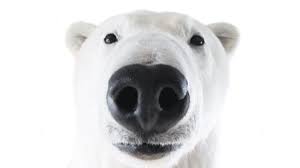 Although only eight species of bears are extant, they are widespread. The Fuzzy Face Of Climate Change Pacific Standard