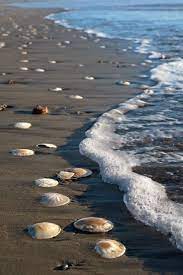 Pin By Vickee Edwards On Views Sea Beach Ocean Beach Sea Shells