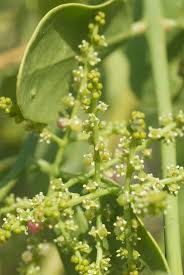 Image result for Salvadoraceae