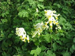 We did not find results for: Corydalis Ochroleuca I 10cmt Lerchensporn Stauden Stauden Duft Und Wandelgartnerei Schoebel