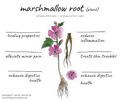 This is reflected on a metaphysical level, too — as an ingredient in beauty preparations, it's not surprising to see it used in spells for the same. Marshmallow Root Althaea Officinalis Bubbagum Teething