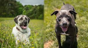 Anatolian Shepherd Kangal Vs Pitbull Two Very Different