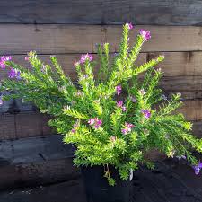 Image result for Polygala transvaalensis