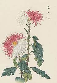 Chrysanthemum Flowers By Keika Hasegawa Japanese Woodblock Printing Japanese Painting Chrysanthemum Flower