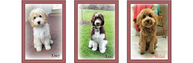 We take great pride in the quality of our goldendoodle puppies. Goldendoodle Acres Your Wisconsin Goldendoodle Breeder