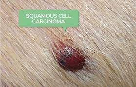 We may earn commission from links on this page, but we only recommend products we back. Squamous Cell Carcinoma In Dogs Symptoms Diagnosis