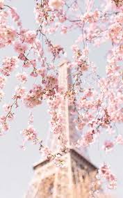 Here are only the best sakura shippuden wallpapers. Cute Sakura Wallpaper Iphone