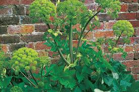 Image result for Cyclocarpa