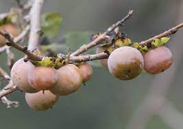 The king james version shady trees): Caucasian Persimmon Date Plum Lotus Tree Seeds Edible Showy Color Diospyros Fruit Tree Shrub 25 Seeds Tree Seeds Fruit Trees Persimmon Tree