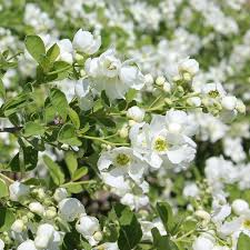 Image result for Exochorda