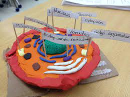 Play Doh Animal Cell Project Animal Cell Project Animal Cell Animal Cells Model