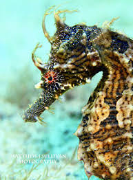 Long Snouted Seahorse Revolvy