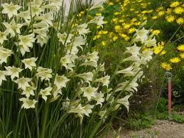 Image result for Gladiolus pretoriensis