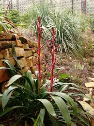 Image result for Beschorneria sp. (Biegel 5357)