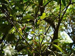 Image result for Helixanthera schizocalyx