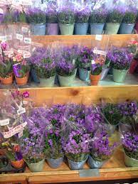 See more ideas about flowers, trader joe's, flower arrangements. Purple Flowers From Trader Joe S Purple Flowers Flowers Trader Joes