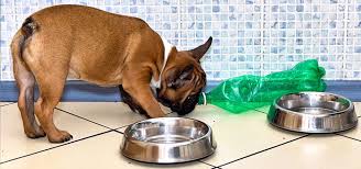 French Bulldogs Feeding Schedule French Bulldog Breed