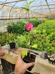 Image result for Hibiscus torrei