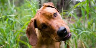 Jun 12, 2019 · twin studies compare two different types of twins: Your Dog S Balance Problem May Be Neurological Missionvet