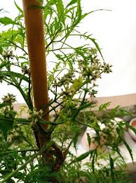 Image result for Polyscias fruticosa