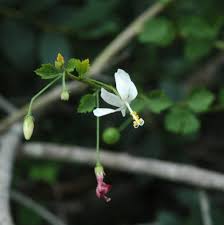 Image result for Hibiscus micranthus