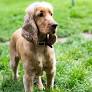 cocker spaniel from www.bestmatedogtraining.co.nz