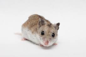 See full list on thesprucepets.com Good Night Sweet Hamster