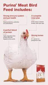 Download Broiler Chicken Feed Tips Purina Animal Nutrition