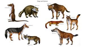 Maybe you would like to learn more about one of these? Non Feline Carnivora Row 1 Hesperocyon Phlaocyon Osteoborus Row 2 Cynodesmus Ictitherium Canis Dirus Row 3 Prehistoric Animals Extinct Animals Animals