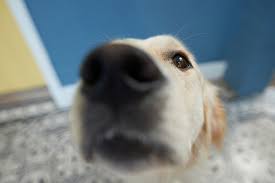 Why Does My Dog Sniff My Crotch How To Curb A Dog S Scent Drive