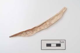 Image result for Sebaea pentandra