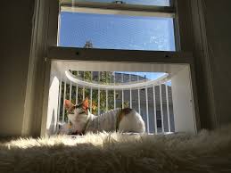 Additionally, choose an entrance, such as a window or pet door. Cat Window Box Cat Solarium The Cat Window Box Catio Cat Balcony