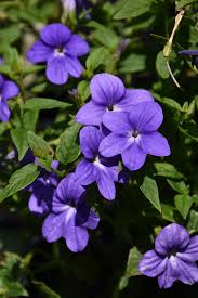 Image result for Browallia