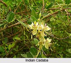 Image result for Cadaba