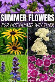 Common and botanical names of flowers that are ideal for the climate. Grow These Summer Flowering Plants In Gardens During Hot Humid Weather Types Of Achillea Ajuga Summer Flowers To Plant Summer Flowers Garden Planting Flowers