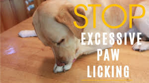 dog excessive paw licking stop it with