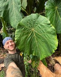 Image result for Lippia woodii