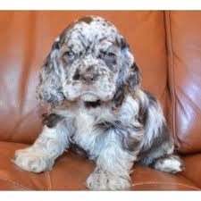 Select breeder of parti colour cocker spaniels, including tri colour. Akc Male Chocolate Merle Cocker Spaniel Puppy For Sale Spaniel Puppies For Sale Cocker Spaniel Puppies Puppies