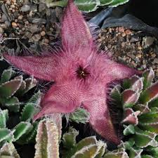 Image result for Stapelia getliffei