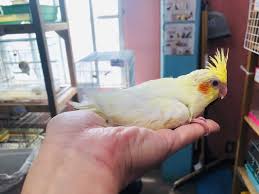 人気のオカメインコ ルチノー ヒナ 東京からもほど近い 千葉県 神奈川県 埼玉県でオカメインコ を販売するペットショップ