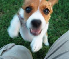 Black And Tan Jack Russell Terrier Dachshund Mix The Daily Puppy Photo Dachshund Mix Puppy Photos Chihuahua Mix