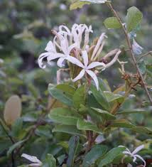 Image result for Ophrypetalum odoratum