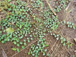 Image result for Alysicarpus zeyheri