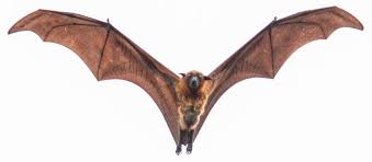 Bats could be living inside my house? Bats In Your Belfry Here S What To Do Popular Outdoorsman