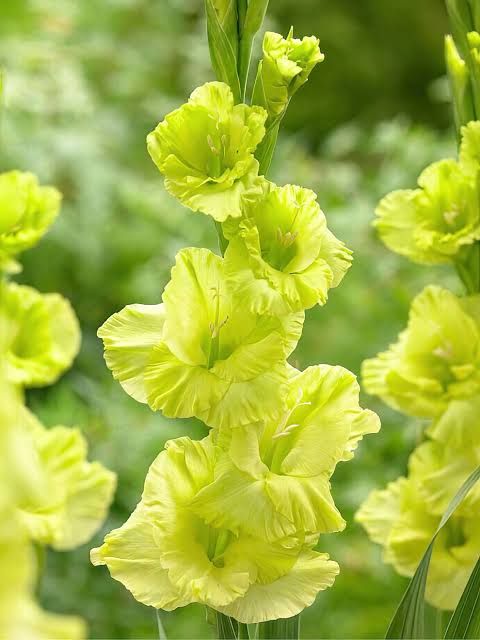 Gladiolus Green Star | Gladiolus Bulbs/Corms | DutchGrown™ UK