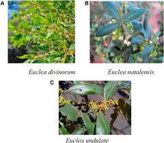 Image result for Euclea