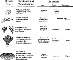 Anatomy And Morphology An Overview Sciencedirect Topics