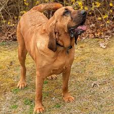 Image result for anglický barvář