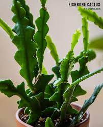 The fragrant flowers on long arching stems open at night may l Are Cacti Poisonous For Humans Cats And Dogs